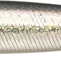 MS American Shad