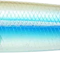 Ghost Neon Tetra - Brazilian Bait Fish