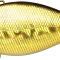 Aurora Gold