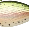 Laser Rainbow Trout