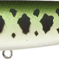 Large Mouth Bass