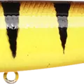 Tiger Perch