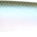 NC Ghost Minnow