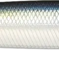 Ghost Threadfin Shad