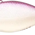 Lavender Shad