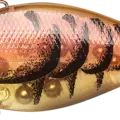 Japan Craw