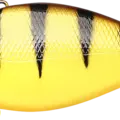 Tiger Perch