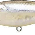 Striped Shad