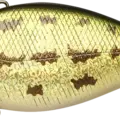 Northern Large Mouth Bass