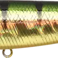 Aurora Gold Northern Perch