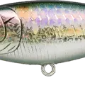 MS American Shad