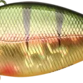 Aurora Gold Northern Perch