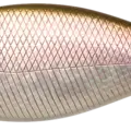 Aurora Barramundi