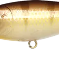 Walleye