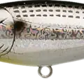 Spotted Shad - Konoshiro