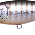 Blue Gill