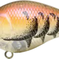 All Japan Craw