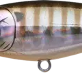 Aurora Blue Gill