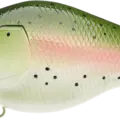 Rainbow Trout