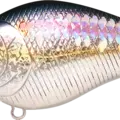 MS American Shad