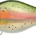 Laser Rainbow Trout