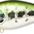 Aurora Bass