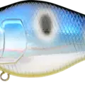 Flash Blue Herring