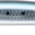 Maiwashi DNA