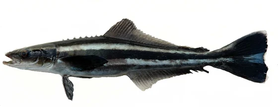 海鱺
