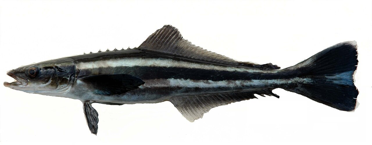 Batjauwvis