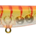 Clear Shrimp