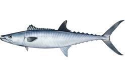 大耳馬鮫