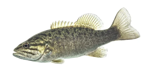 Kleinbekbaars