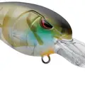 CLEAR GILL