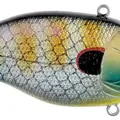 BLUE GILL