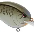 BABY BASS