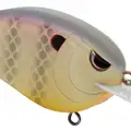 TROPICAL PERCH