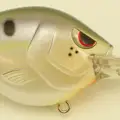 HICKORY SHAD