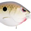 COPPER SHAD