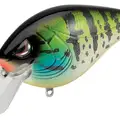 SB BLUE GILL