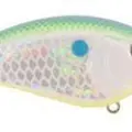 CITRUS SHAD