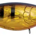 GOLD PURPLE PERCH