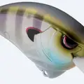 RAINBOW GILL (ABALONE SPECIAL)