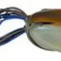 BLUE BACK HERRING