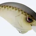 RIVER GOLD (ABALONE SPECIAL)