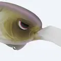 MATTE SHAD FOIL