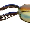 BLUE BACK HERRING