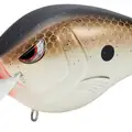 COPPER SHAD