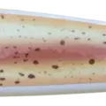 GENNKAI SURUME SQUID