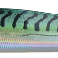 REAL MACKEREL
